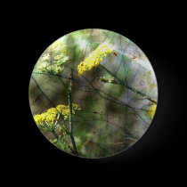 Fennel buttons