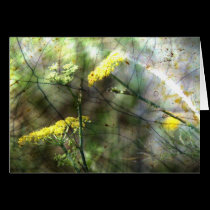 Fennel cards