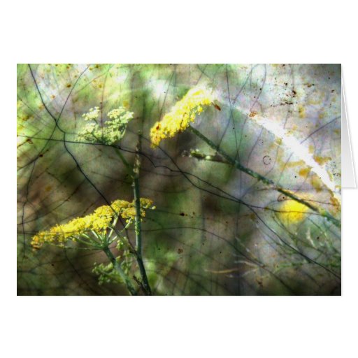 Fennel Cards