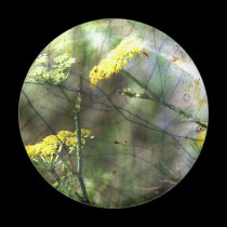 Fennel magnets