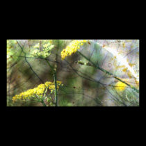 Fennel photo cards