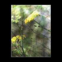 Fennel postcards