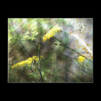 Fennel postcards