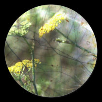 Fennel stickers