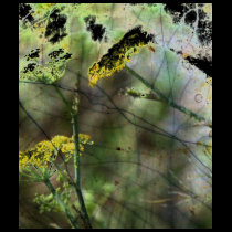 Fennel t-shirts