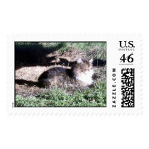Feral Cat in Sunlight stamp