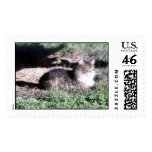 Feral Cat in Sunlight stamp