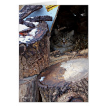 Feral Cat in Winter Note Card cards