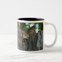 Feral cat Isis mug mugs