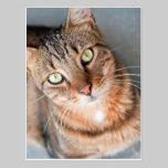 Feral cat looking up - POSTCARD postcards