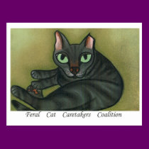 Feral Cat NURTURE MESSAGE POSTCARD postcards
