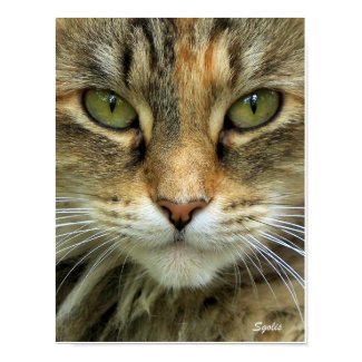 Feral Cat Portrait