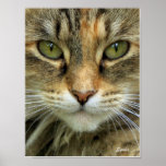 Feral Cat Portrait Print