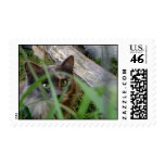 Feral Cat postage