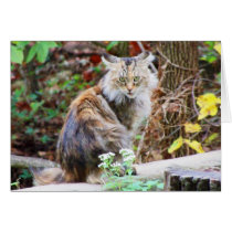 Feral Cat Sitting in Woods Card cards