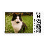 Feral Cat Stamp