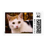 Feral Cat Stamp