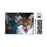 feral cats need love too postage
