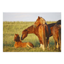 Feral Horse Equus caballus) adult smelling