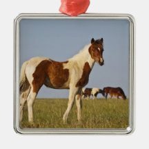 Feral Horse Equus caballus) colt with herd in Ornaments