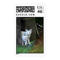Feral Kittens Stamps