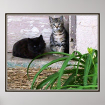 Feral Kittens Poster posters