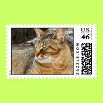Feral kitty custom stamp stamps