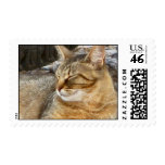 Feral kitty custom stamp