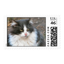 Feral tux postage