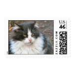 Feral tux postage