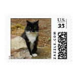 Feral Tuxedo Cat postage