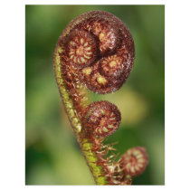 Fern buds flyers