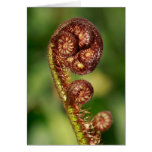 Fern buds greeting card