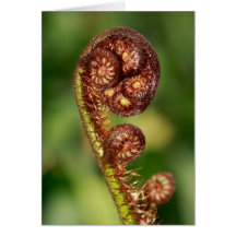 Fern buds greeting card