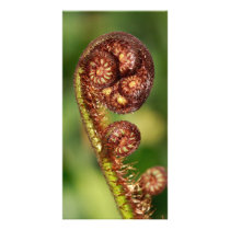 Fern buds custom photo card