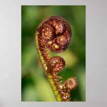 Fern buds poster