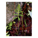 Fern by StoneWall posters