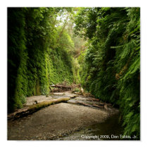 Fern Canyon, California posters by Victorian_Gentleman Fern Canyon, California posters