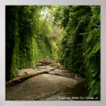 Fern Canyon, California posters