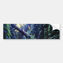 Fern Canyon, Prairie Creek Bumper Stickers