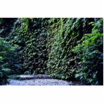Fern Canyon, Prairie Creek Photo Sculptures