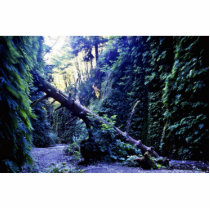 Fern Canyon, Prairie Creek Photo Cutouts