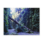 Fern Canyon, Prairie Creek Postcard