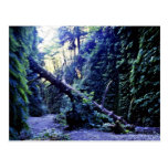 Fern Canyon, Prairie Creek Postcard