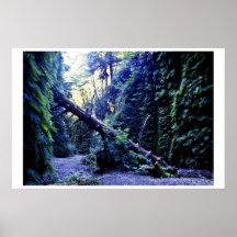 Fern Canyon, Prairie Creek Poster