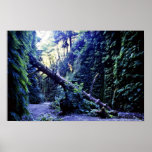 Fern Canyon, Prairie Creek Posters