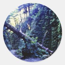 Fern Canyon, Prairie Creek Sticker