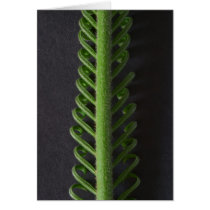 fern cards