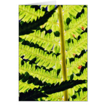 Fern cards by lifesphere Fern cards
