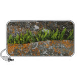 best laptop desk | fern speakers, nature scene speakers gadget, best fern speakers, nature scene speakers gadget, best